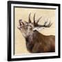 Buck-Janie Howe-Framed Giclee Print