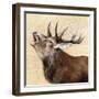 Buck-Janie Howe-Framed Giclee Print