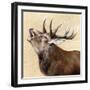 Buck-Janie Howe-Framed Giclee Print