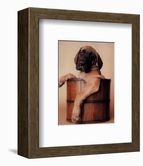 Bucket Dweller-Rachael Hale-Framed Art Print