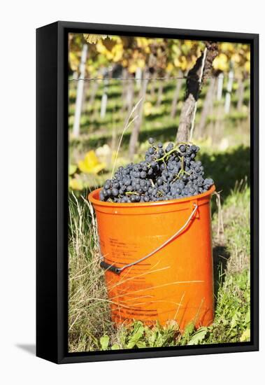Bucket of Wine Grapes, Grape Harvest, Esslingen, Baden Wurttemberg, Germany-Markus-Framed Stretched Canvas