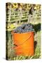 Bucket of Wine Grapes, Grape Harvest, Esslingen, Baden Wurttemberg, Germany-Markus-Stretched Canvas