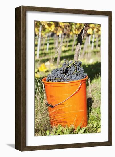 Bucket of Wine Grapes, Grape Harvest, Esslingen, Baden Wurttemberg, Germany-Markus-Framed Photographic Print