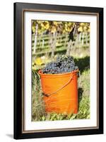 Bucket of Wine Grapes, Grape Harvest, Esslingen, Baden Wurttemberg, Germany-Markus-Framed Photographic Print