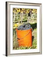 Bucket of Wine Grapes, Grape Harvest, Esslingen, Baden Wurttemberg, Germany-Markus-Framed Photographic Print