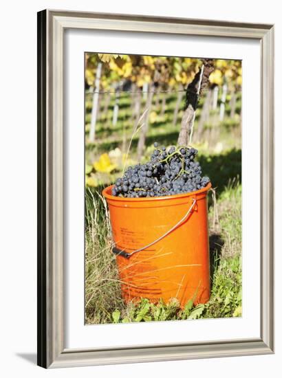 Bucket of Wine Grapes, Grape Harvest, Esslingen, Baden Wurttemberg, Germany-Markus-Framed Photographic Print