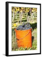 Bucket of Wine Grapes, Grape Harvest, Esslingen, Baden Wurttemberg, Germany-Markus-Framed Photographic Print