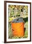 Bucket of Wine Grapes, Grape Harvest, Esslingen, Baden Wurttemberg, Germany-Markus-Framed Photographic Print