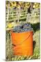 Bucket of Wine Grapes, Grape Harvest, Esslingen, Baden Wurttemberg, Germany-Markus-Mounted Photographic Print