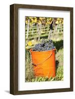 Bucket of Wine Grapes, Grape Harvest, Esslingen, Baden Wurttemberg, Germany-Markus-Framed Photographic Print