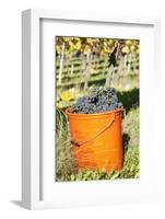 Bucket of Wine Grapes, Grape Harvest, Esslingen, Baden Wurttemberg, Germany-Markus-Framed Photographic Print