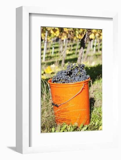 Bucket of Wine Grapes, Grape Harvest, Esslingen, Baden Wurttemberg, Germany-Markus-Framed Photographic Print