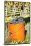 Bucket of Wine Grapes, Grape Harvest, Esslingen, Baden Wurttemberg, Germany-Markus-Mounted Photographic Print