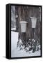 Buckets for Collecting Sap on a Maple Tree in Maine-null-Framed Stretched Canvas