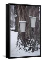 Buckets for Collecting Sap on a Maple Tree in Maine-null-Framed Stretched Canvas