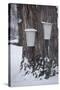 Buckets for Collecting Sap on a Maple Tree in Maine-null-Stretched Canvas