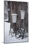 Buckets for Collecting Sap on a Maple Tree in Maine-null-Mounted Photographic Print