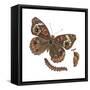 Buckeye Butterfly, Caterpillar, and Pupae (Junonia Coenia), Insects-Encyclopaedia Britannica-Framed Stretched Canvas