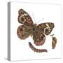 Buckeye Butterfly, Caterpillar, and Pupae (Junonia Coenia), Insects-Encyclopaedia Britannica-Stretched Canvas