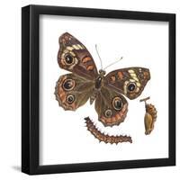 Buckeye Butterfly, Caterpillar, and Pupae (Junonia Coenia), Insects-Encyclopaedia Britannica-Framed Poster
