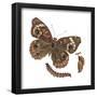 Buckeye Butterfly, Caterpillar, and Pupae (Junonia Coenia), Insects-Encyclopaedia Britannica-Framed Poster