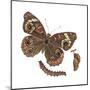 Buckeye Butterfly, Caterpillar, and Pupae (Junonia Coenia), Insects-Encyclopaedia Britannica-Mounted Poster