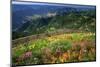 Buckhorn Viewpoint & Imnaha River Valley-Steve Terrill-Mounted Photographic Print