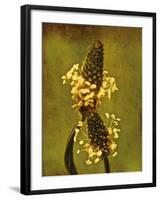 Buckhorn-Osaria Copperstone-Framed Giclee Print