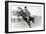 Bucking Bronco Photo-null-Framed Art Print