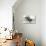 Bucking Bronco Photo-null-Stretched Canvas displayed on a wall