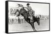 Bucking Bronco Photo-null-Framed Stretched Canvas