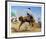 Bucking Bronco-Frank Wootton-Framed Collectable Print