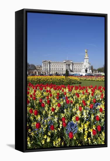 Buckingham Palace and Queen Victoria Monument with Tulips, London, England, United Kingdom, Europe-Stuart Black-Framed Stretched Canvas