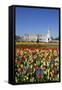 Buckingham Palace and Queen Victoria Monument with Tulips, London, England, United Kingdom, Europe-Stuart Black-Framed Stretched Canvas