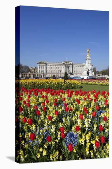 Buckingham Palace and Queen Victoria Monument with Tulips, London, England, United Kingdom, Europe-Stuart Black-Stretched Canvas