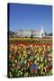 Buckingham Palace and Queen Victoria Monument with Tulips, London, England, United Kingdom, Europe-Stuart Black-Stretched Canvas