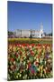 Buckingham Palace and Queen Victoria Monument with Tulips, London, England, United Kingdom, Europe-Stuart Black-Mounted Photographic Print