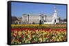 Buckingham Palace and Queen Victoria Monument with Tulips, London, England, United Kingdom, Europe-Stuart Black-Framed Stretched Canvas