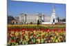 Buckingham Palace and Queen Victoria Monument with Tulips, London, England, United Kingdom, Europe-Stuart Black-Mounted Photographic Print