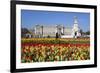 Buckingham Palace and Queen Victoria Monument with Tulips, London, England, United Kingdom, Europe-Stuart Black-Framed Photographic Print