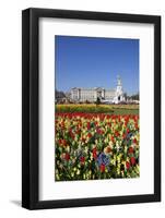 Buckingham Palace and Queen Victoria Monument with Tulips, London, England, United Kingdom, Europe-Stuart Black-Framed Photographic Print