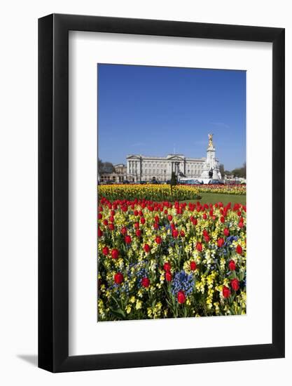 Buckingham Palace and Queen Victoria Monument with Tulips, London, England, United Kingdom, Europe-Stuart Black-Framed Photographic Print