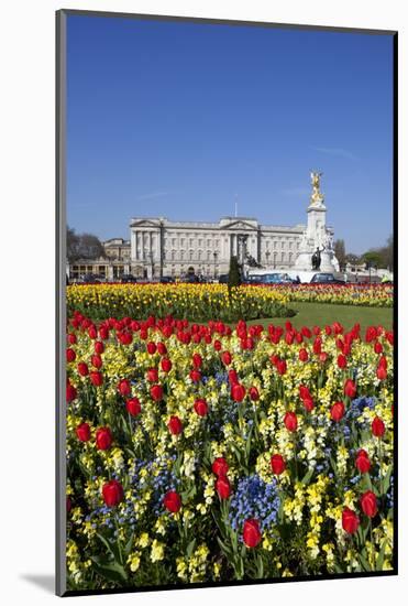 Buckingham Palace and Queen Victoria Monument with Tulips, London, England, United Kingdom, Europe-Stuart Black-Mounted Photographic Print