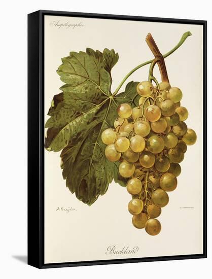 Buckland Grape-A. Kreyder-Framed Stretched Canvas