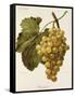 Buckland Grape-A. Kreyder-Framed Stretched Canvas