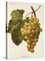 Buckland Grape-A. Kreyder-Stretched Canvas