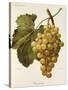 Buckland Grape-A. Kreyder-Stretched Canvas