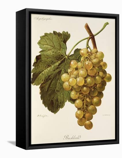 Buckland Grape-A. Kreyder-Framed Stretched Canvas