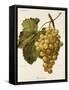 Buckland Grape-A. Kreyder-Framed Stretched Canvas