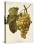 Buckland Grape-A. Kreyder-Stretched Canvas